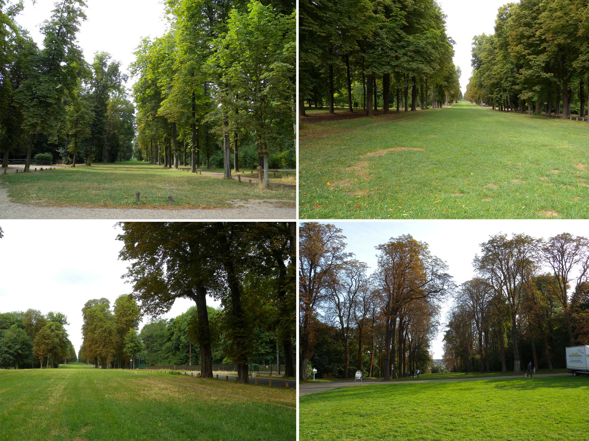Parc de Saint-Cloud, allées forestières