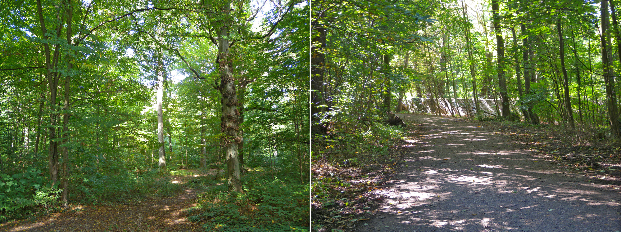 Ambiances forestières