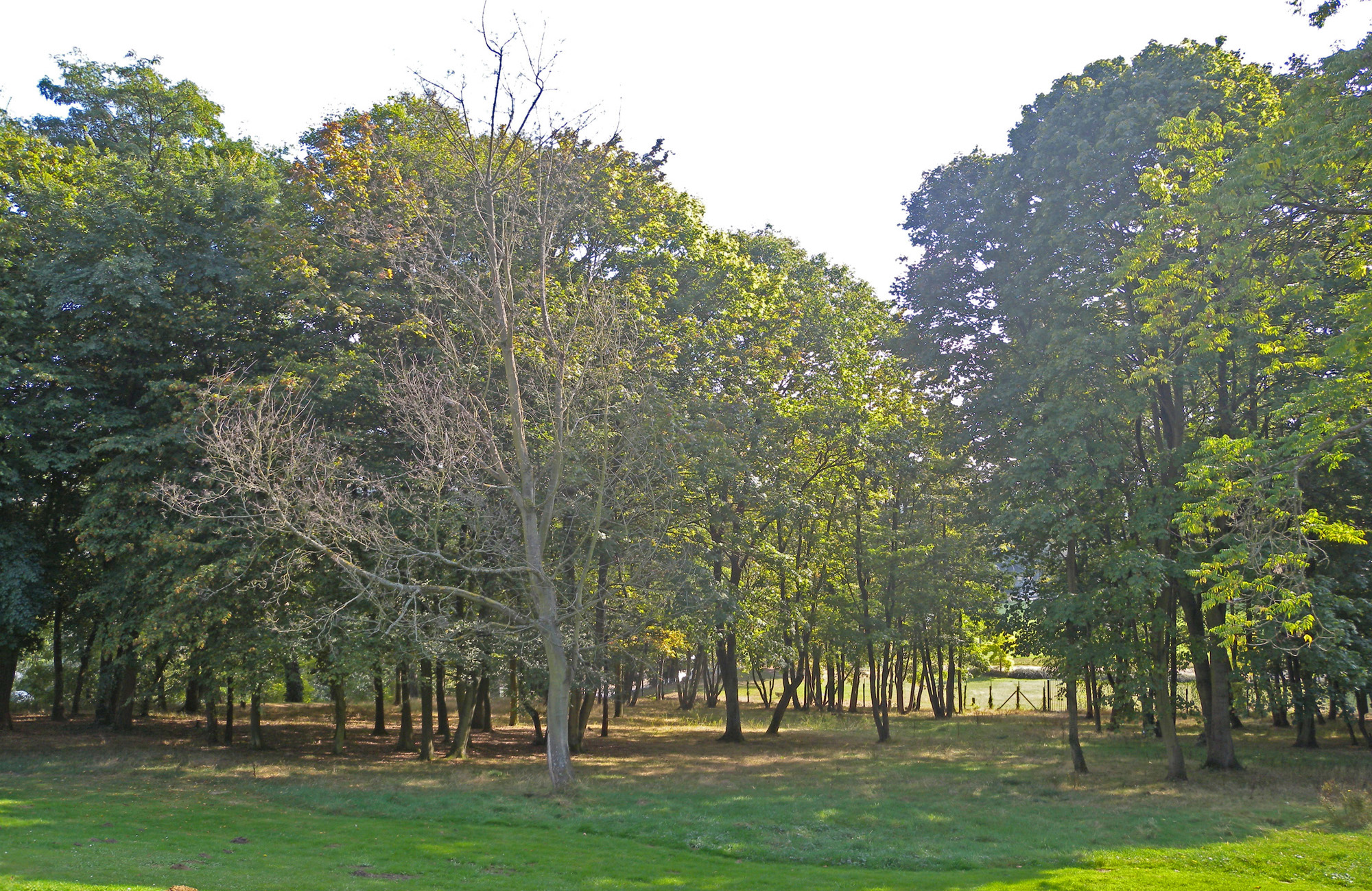 Meudon, la végétation au pied du parterre de l’Orangerie