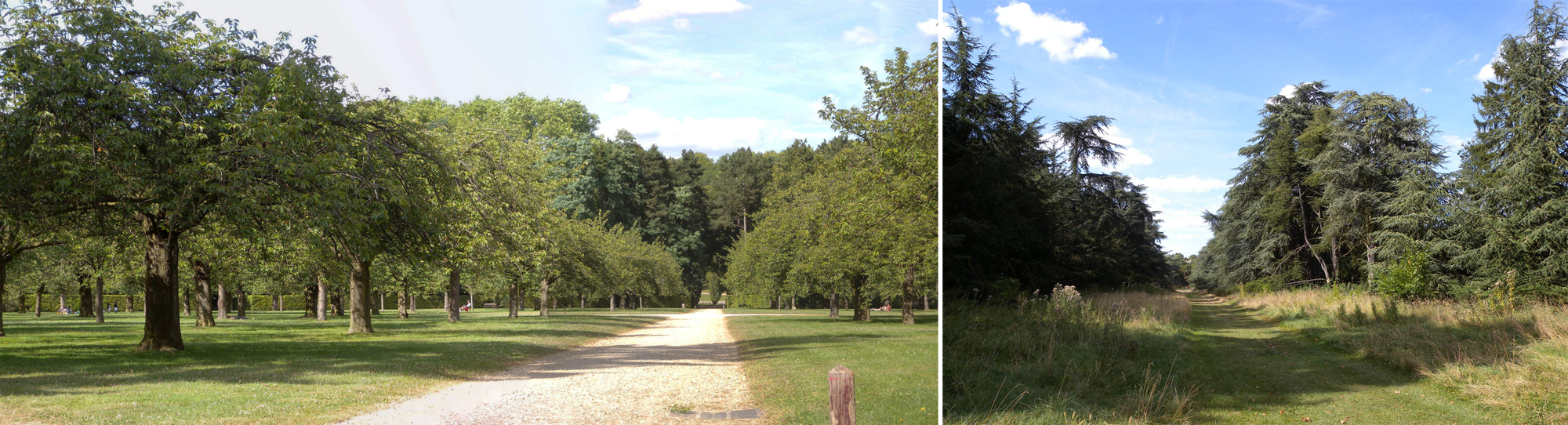 Parc de Sceaux, arbres