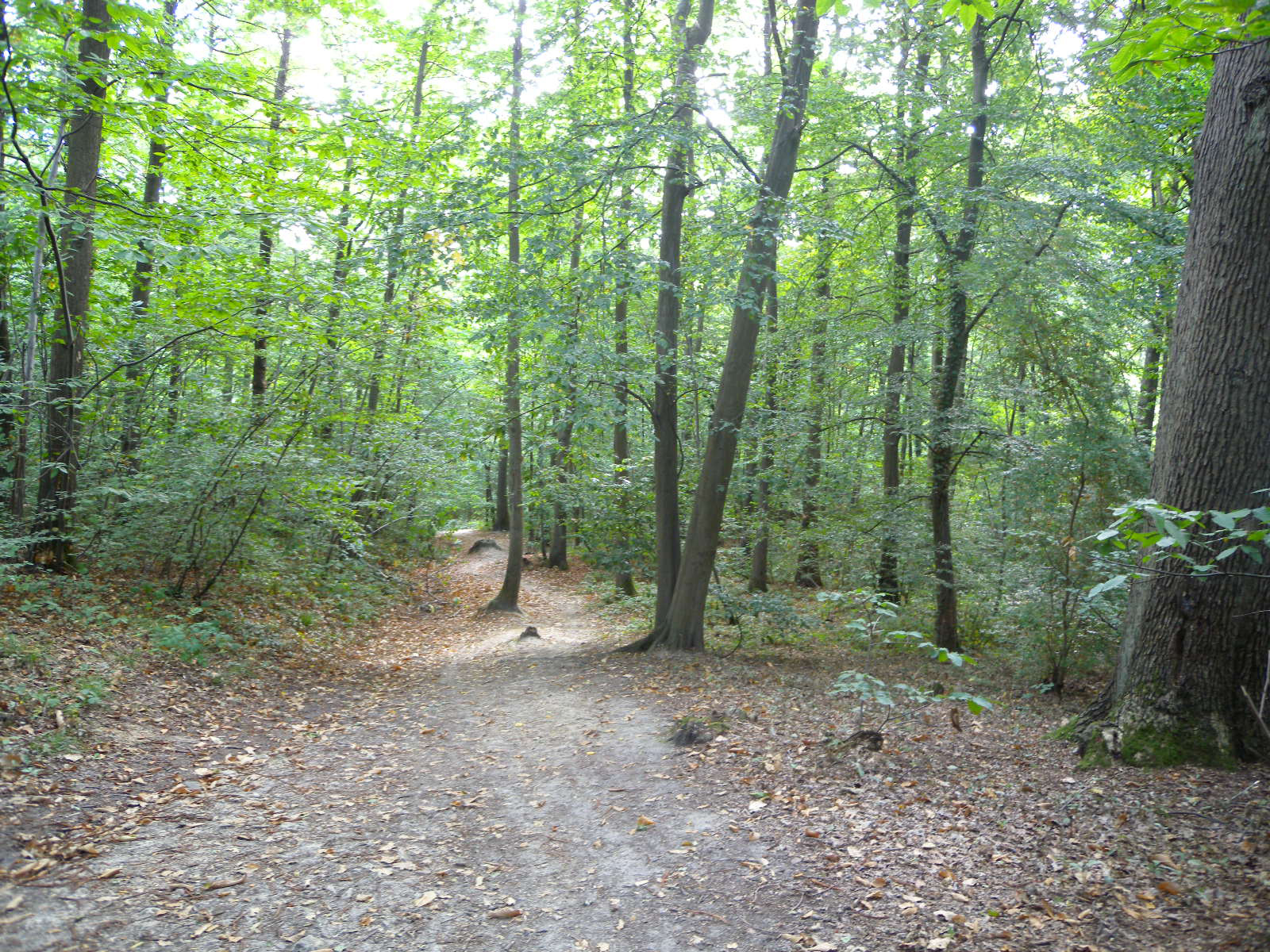 Dans le bois de Clamart