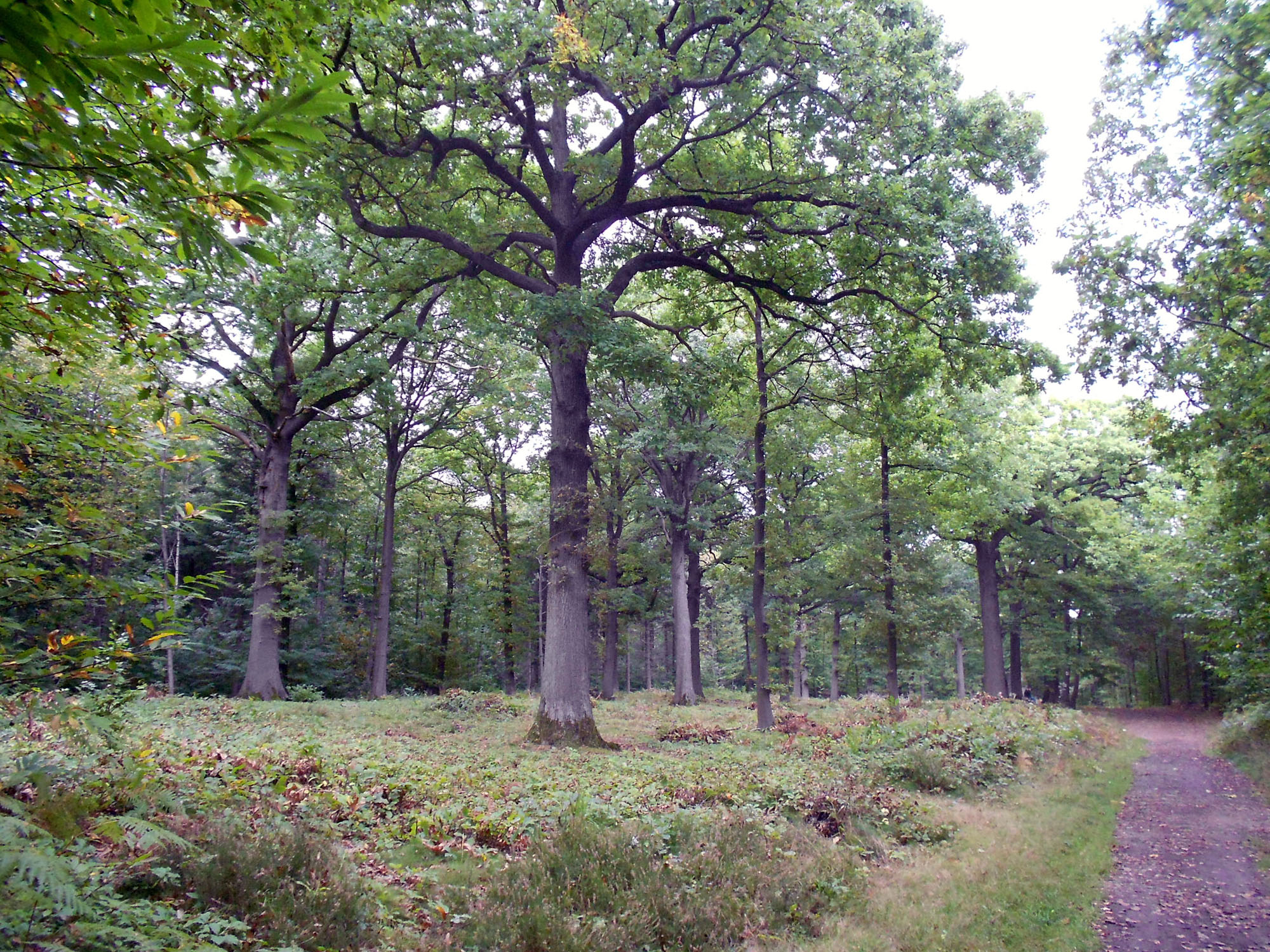 La forêt de Fausses-Reposes