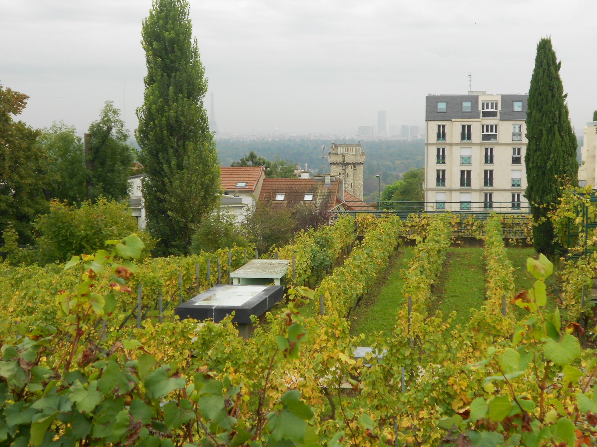 Vue depuis les vignes de Suresnes