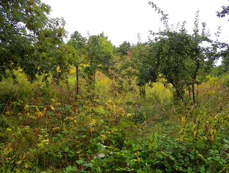 Rueil-Malmaison, Parc naturel urbain (PNU)
